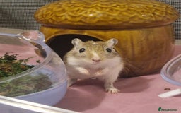 Gerbil rodents for sale: 3 gerbils & accessories for sale - Image 7