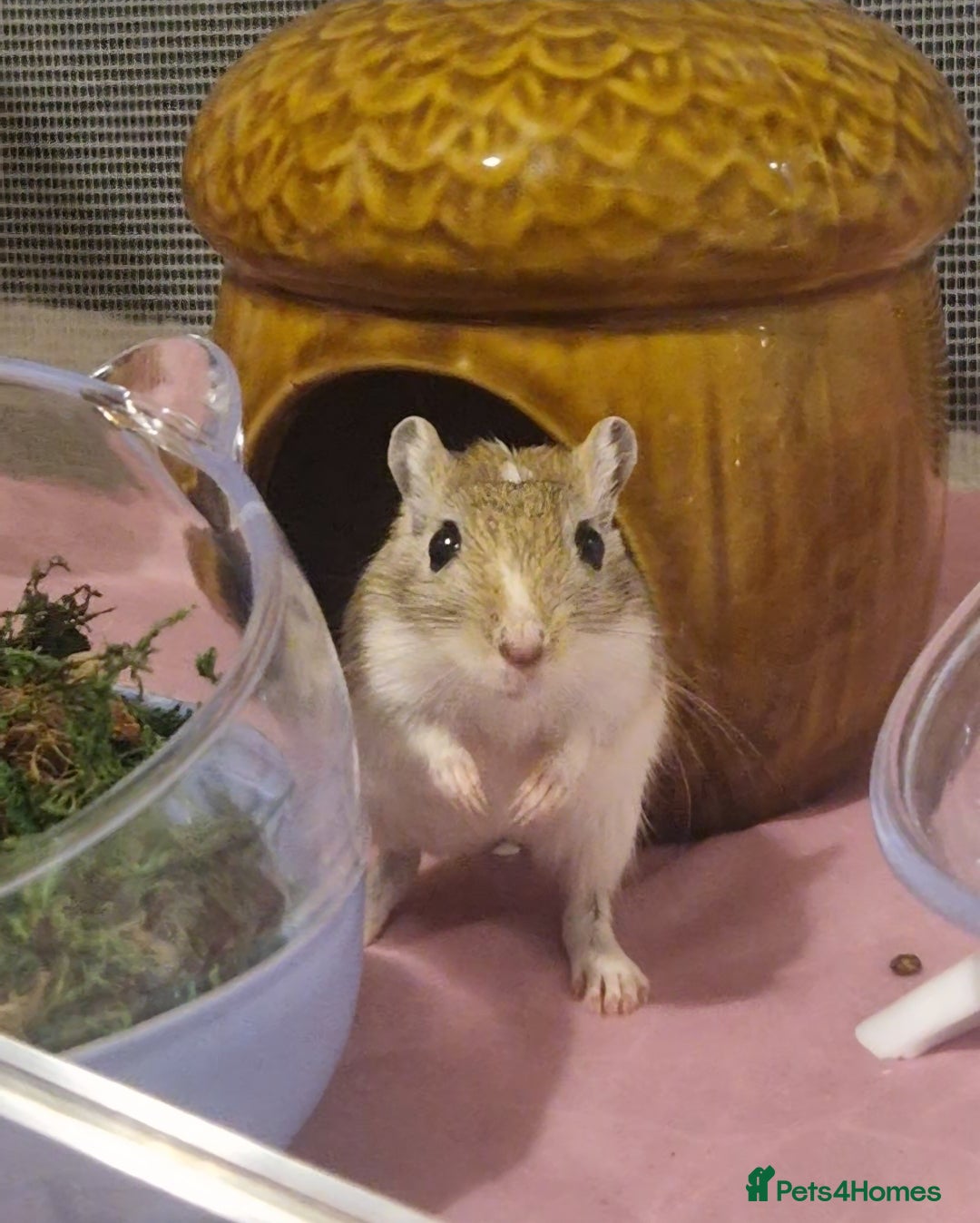 Gerbil rodents for sale: 3 gerbils & accessories for sale - Image 7