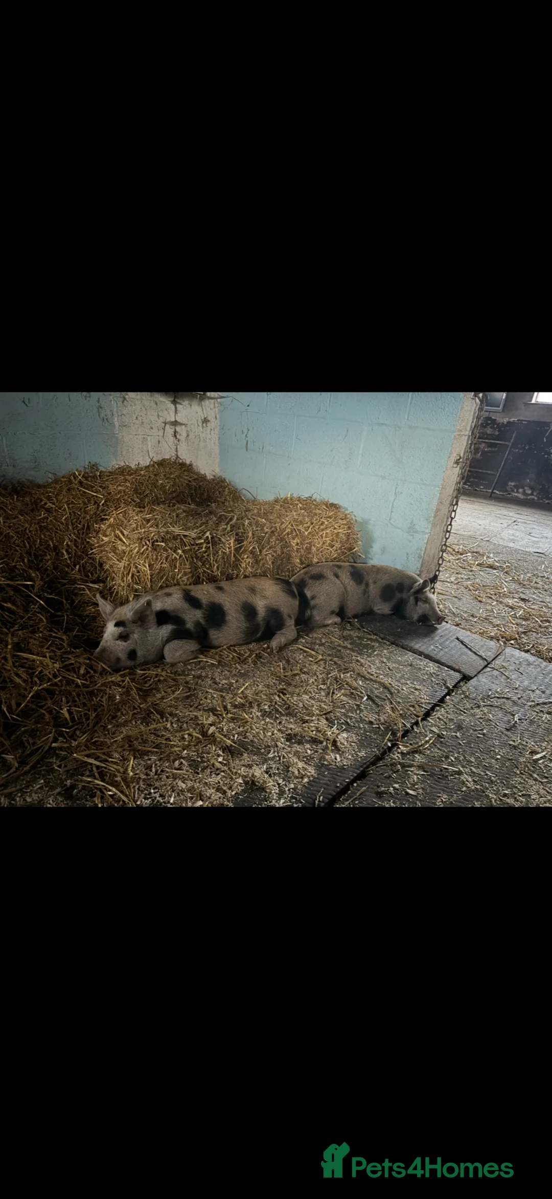 Pig livestock for sale: Two Juniper Kune Kune male pigs - Advert 2