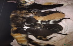 Mixed Breed cats for sale: Black and ginger, white and black kittens - Image 7