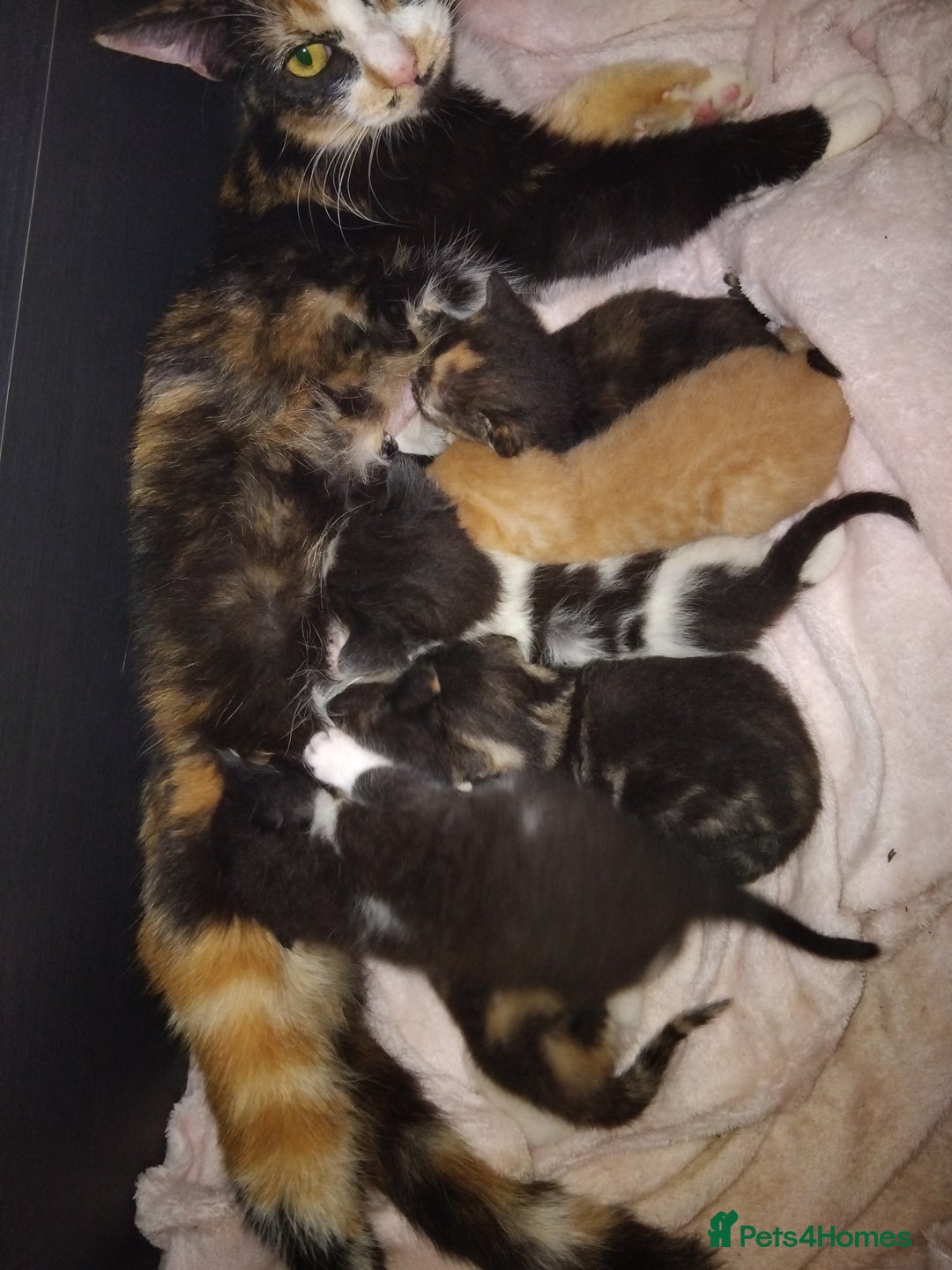 Mixed Breed cats for sale: Black and ginger, white and black kittens - Image 7