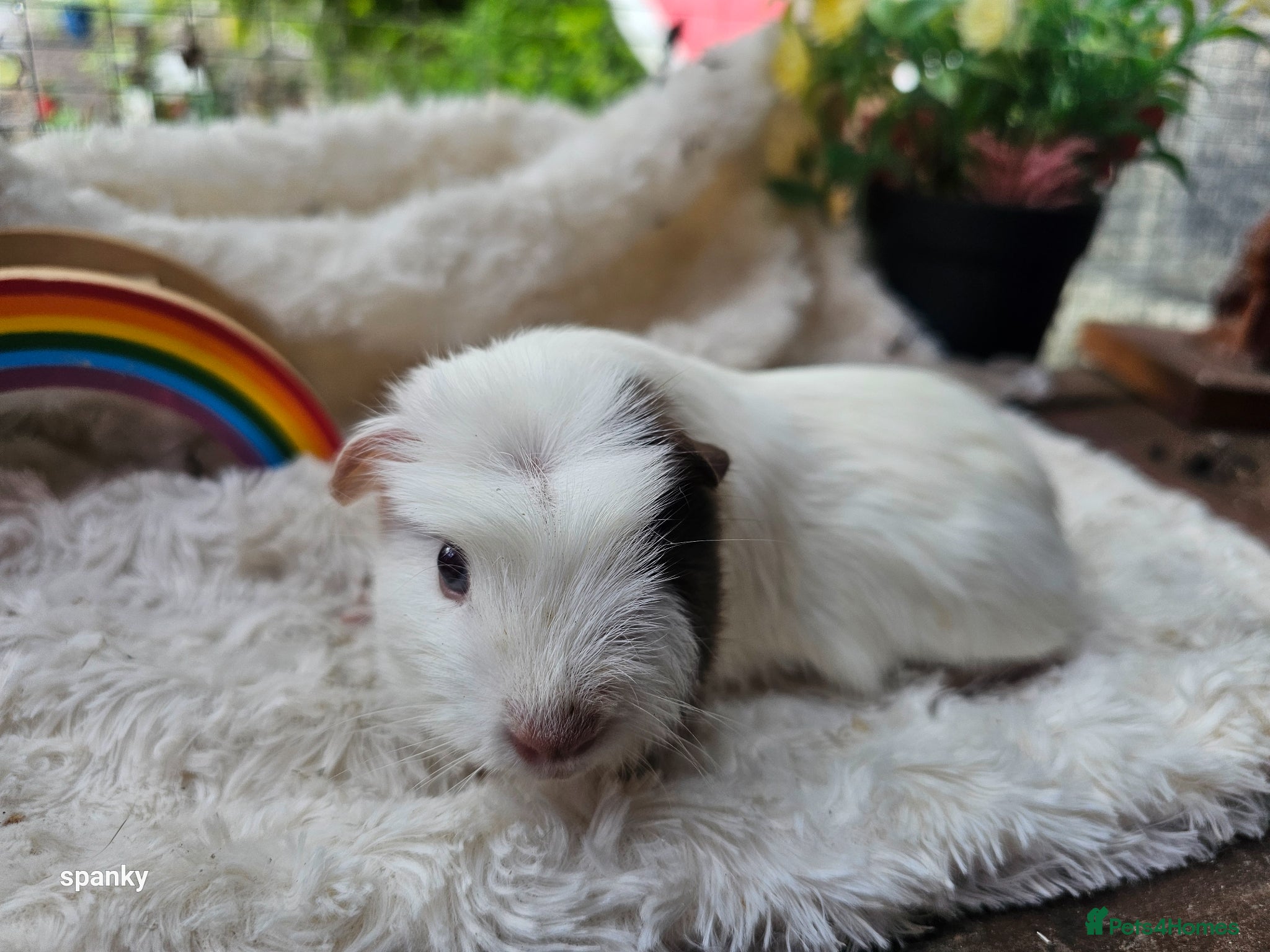 Guinea Pig rodents Baby boy guineapigs.  - Advert 13