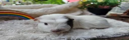 Guinea Pig rodents for sale: Baby boy guineapigs.  - Advert 4