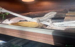 Bearded Dragon reptiles for sale: Bearded dragon  - Image 4