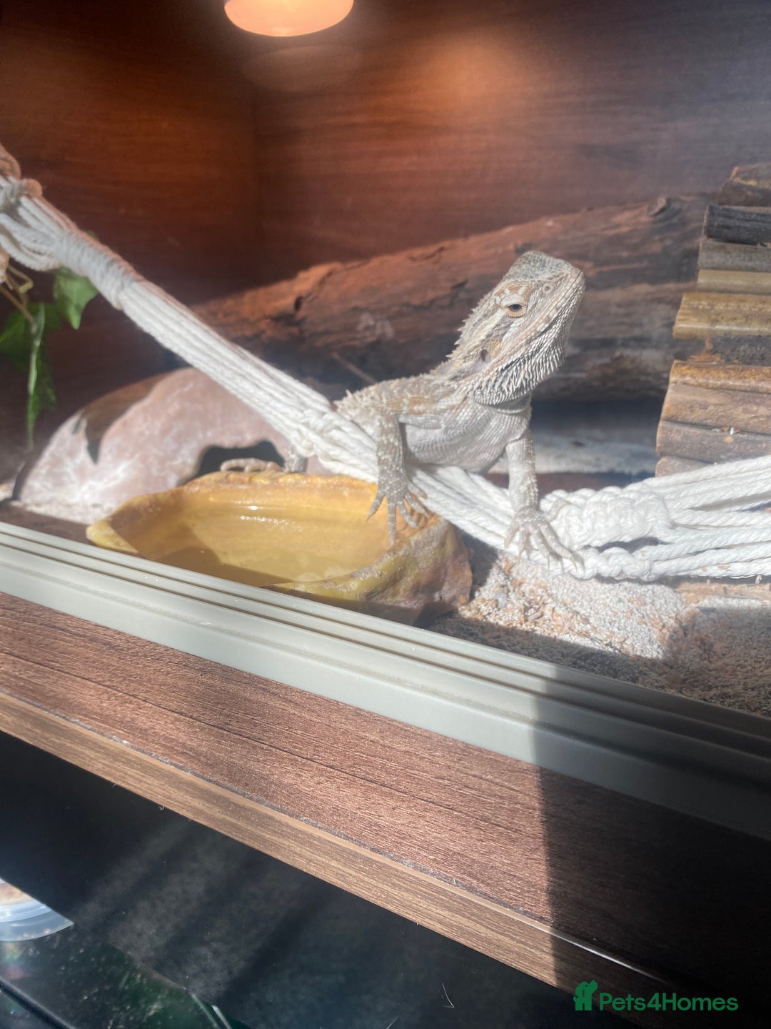 Bearded Dragon reptiles for sale: Bearded dragon  - Image 4