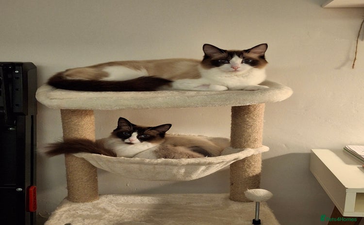 Ragdoll cats - Advert 11