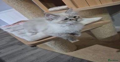 Siberian cats - Advert 1
