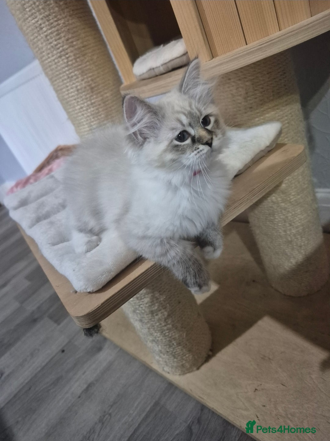 Siberian cats for sale: Pedigree Neva Masqurade/kittens - Image 2