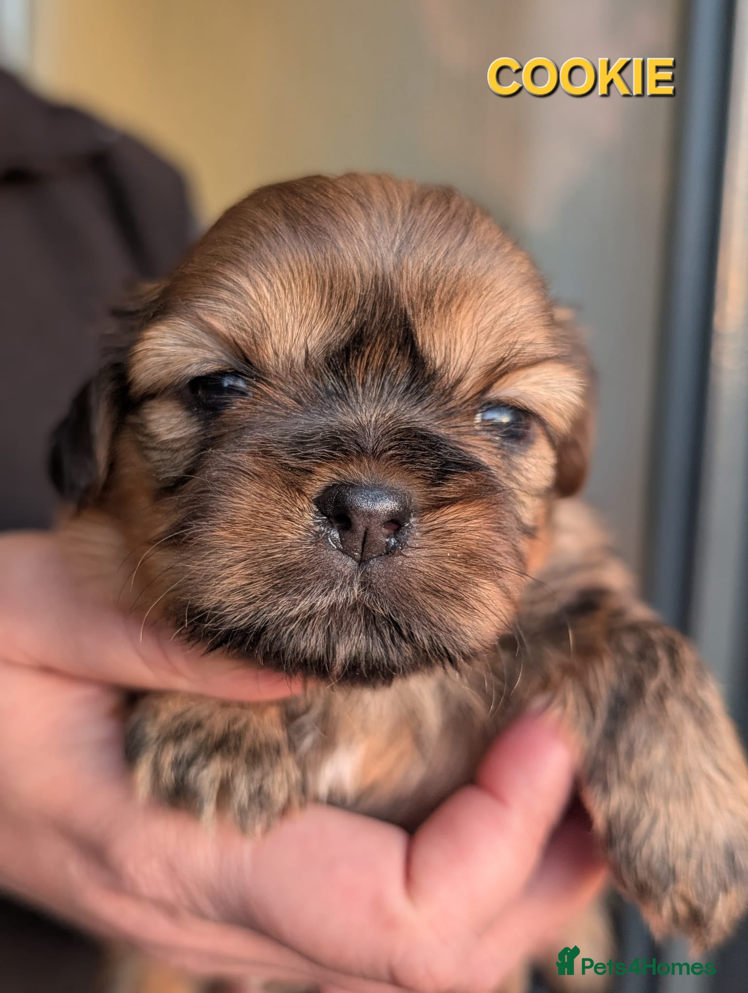 Shih Tzu dogs  💞 PURE STANDARD SHIH TZU 💕 - Advert 9