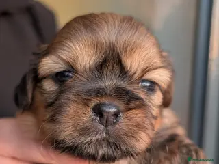 Shih Tzu dogs 💞 PURE STANDARD SHIH TZU 💕 - Advert 12