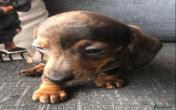 Miniature Dachshund dogs for sale: Stunning coloured dapple dachshund - Image 5