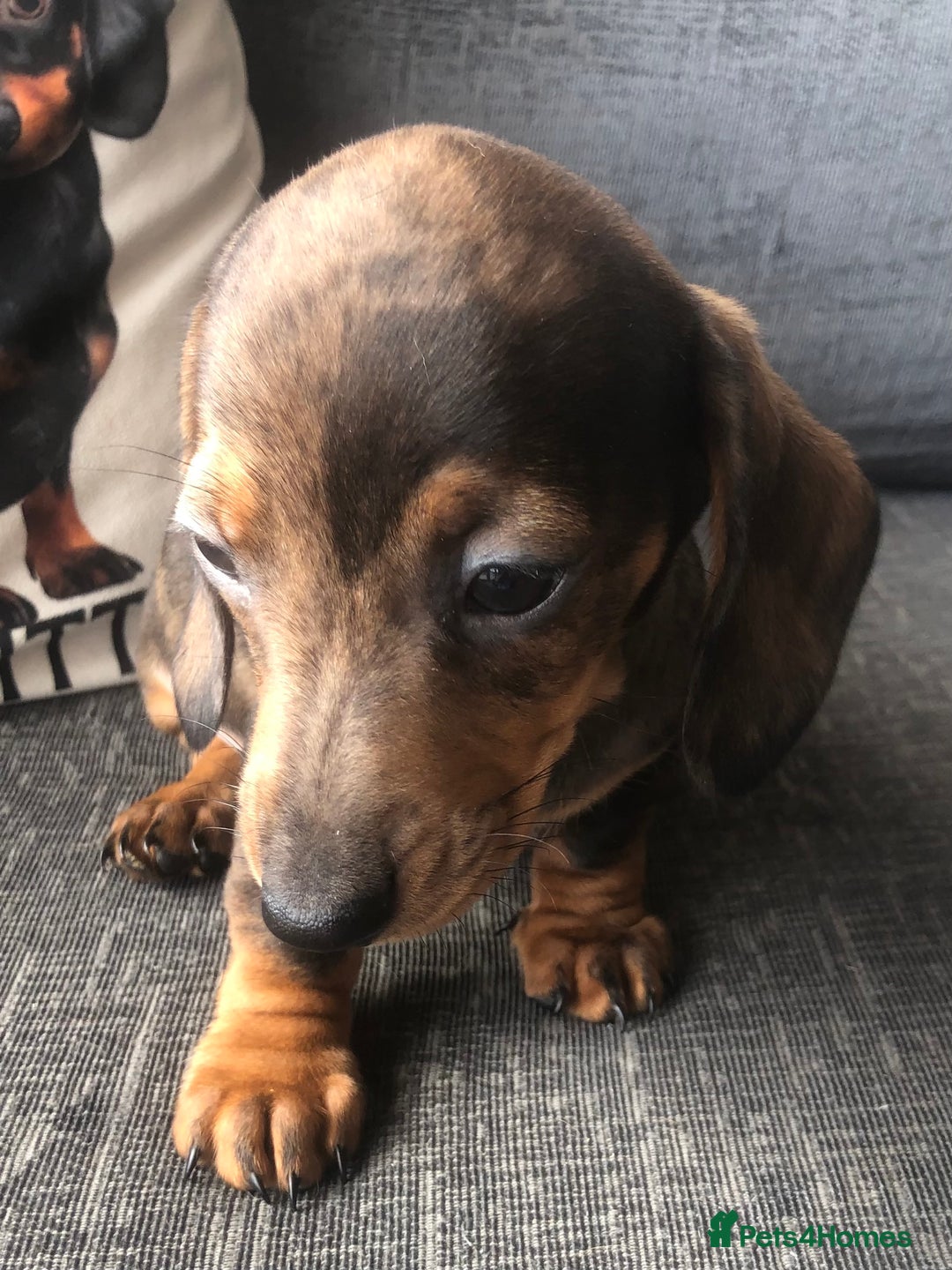Miniature Dachshund dogs for sale: Stunning coloured dapple dachshund - Image 5