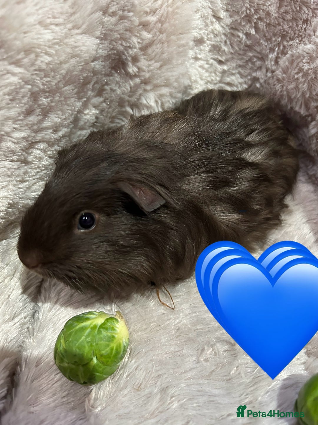 Guinea Pig rodents for sale: GORGEOUS BABY GUINEA PIGS - Advert 4