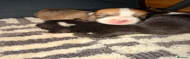 Welsh Corgi Pembroke 2