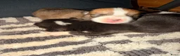 Welsh Corgi Pembroke dogs for sale: Kc pembroke corgi puppies - Advert 39