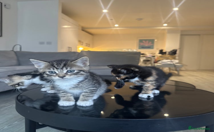 Mixed Breed cats - Advert 1