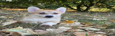 Welsh Corgi Pembroke 2
