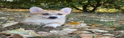 Welsh Corgi Pembroke dogs for sale: PERFECT PEMBROKE PUPPIES - Advert 17