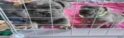 French Bulldog dogs for sale: French bulldog puppies for sale in Hornsea - Advert 8