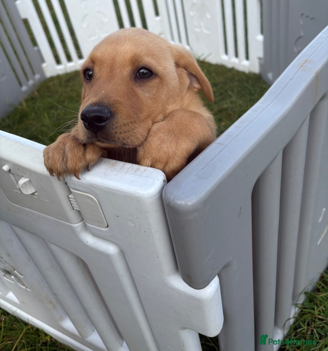 Labrador Retriever dogs for sale: Boy Labrador puppy  - Image 3