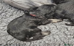 Miniature Schnauzer dogs for sale: Miniature schnauzer's due, KC, Mac, low COI - Image 37