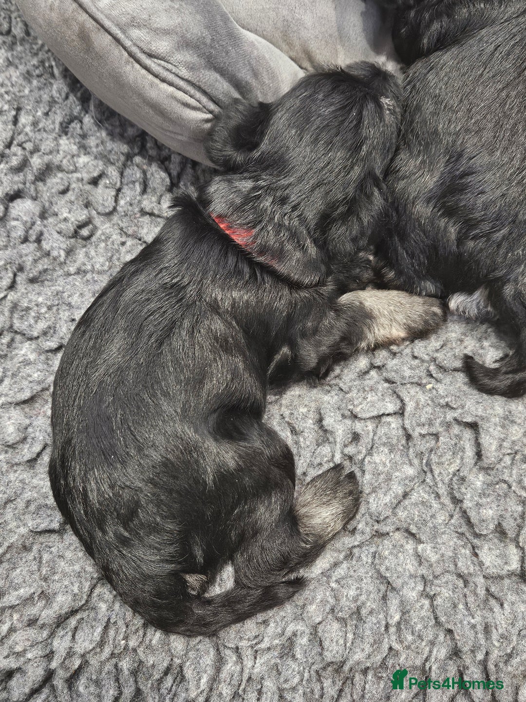 Miniature Schnauzer dogs for sale: Miniature schnauzer's due, KC, Mac, low COI - Image 37