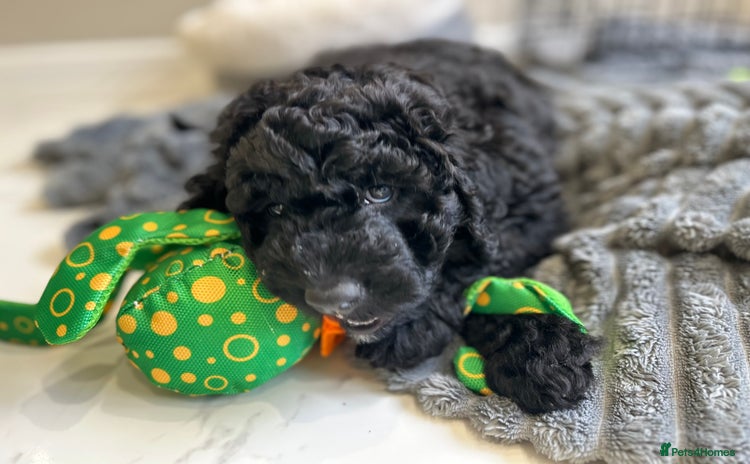 Labradoodle dogs - Advert 2