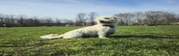 Mixed Breed dogs for adoption: Seif needs a special home  in London - Advert 2