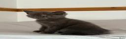 Scottish Fold cats for sale: Scottish fold and Scottish straight  - Advert 23