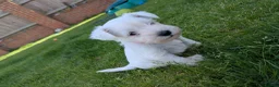 Miniature Schnauzer dogs for sale: KC Registered Miniature Schnauzer Puppies  - Advert 9