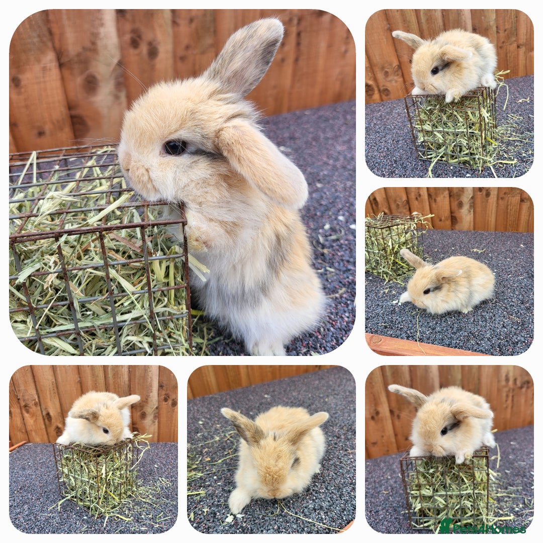 Mini Lop rabbits for sale: Mini lops - Image 4