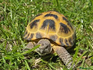 Tortoise reptiles Russian Tortoise with Table & Run for sale - Advert 1