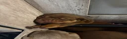 Olde English Bulldogge dogs for sale: 9 beautiful olde English bulldogge  - Advert 9
