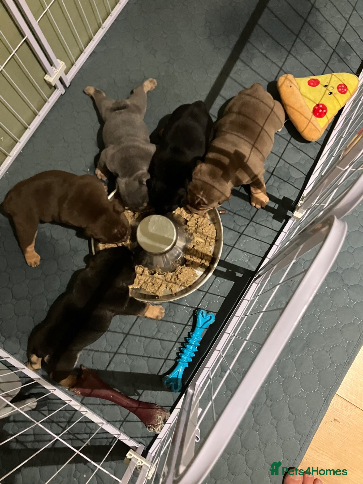 Olde English Bulldogge dogs Bulldog puppies - Advert 3