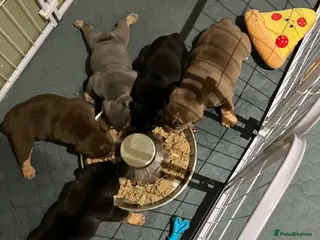 Olde English Bulldogge dogs Bulldog puppies - Advert 14