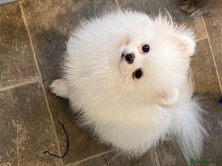 Pomeranian dogs in Reigate - Advert 9