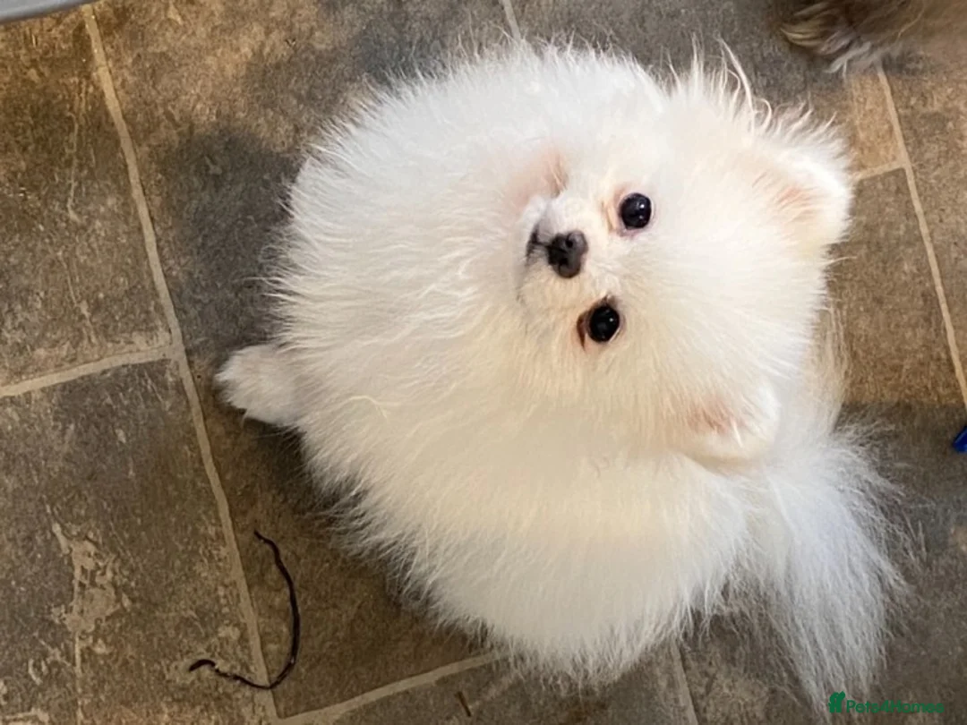 Pomeranian dogs for stud: Kc pure white 1.2 kg Pomeranian stud in Reigate - Advert 1