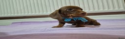 Miniature Dachshund dogs for sale: Hi beautiful mini dachshund for 5* home - Advert 14