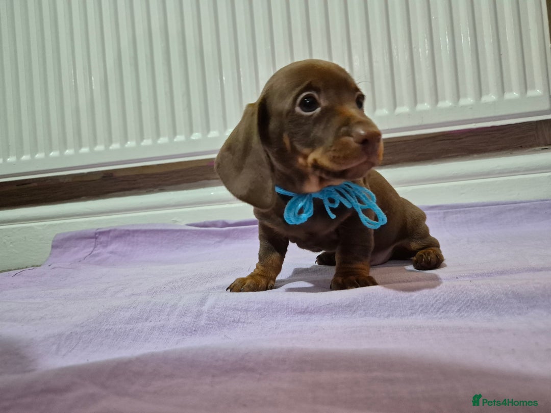 Miniature Dachshund dogs for sale: Hi beautiful mini dachshund for 5* home - Advert 14