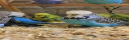 Budgerigars birds for sale: Budgies  in Sleaford - Advert 15