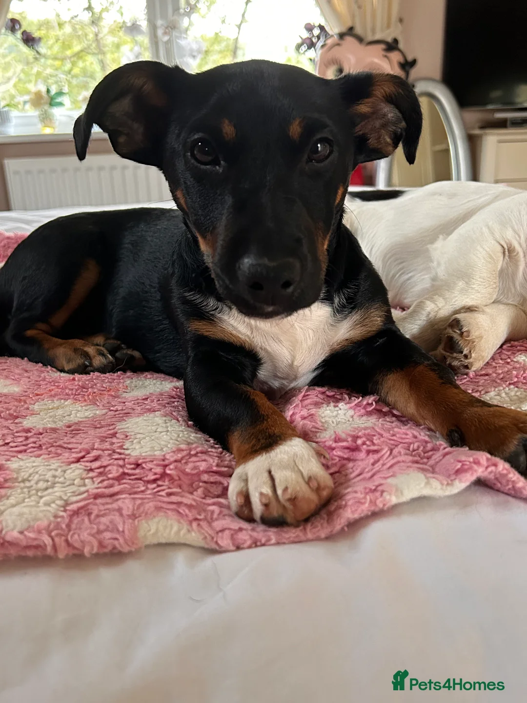 Jack Russell dogs for stud: Pure Male Jack Russell available for stud 🐶 in Holywell - Advert 7