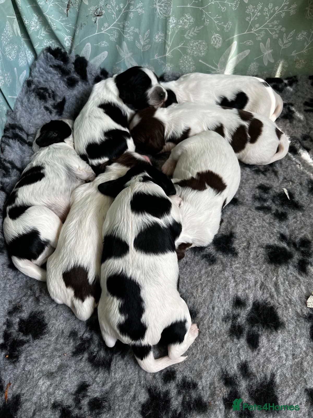 Sprocker dogs Sprocker Puppies - Advert 1