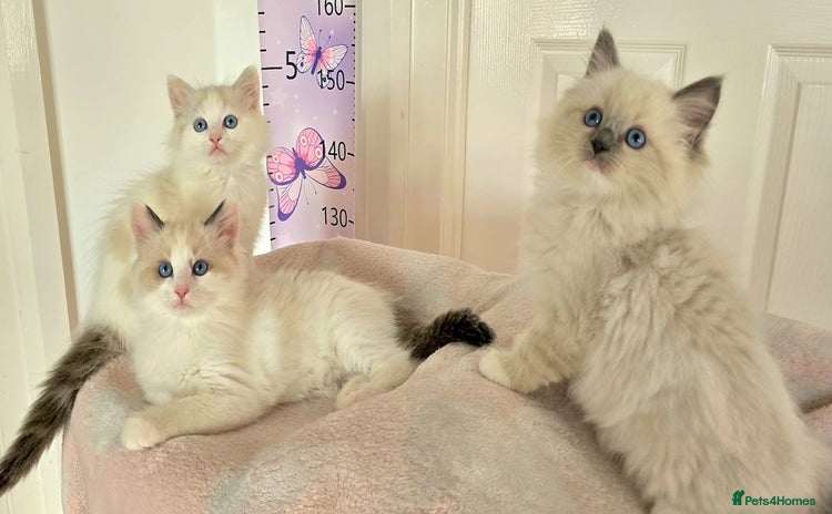 Ragdoll cats - Advert 5