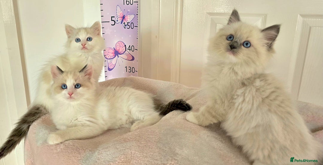 Ragdoll cats for sale:  3 Ragdoll kittens looking for loving homes - Image 1