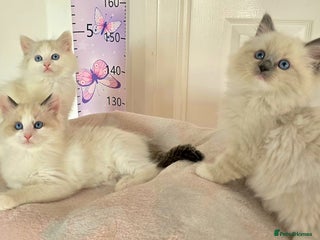 Ragdoll cats - Advert 28