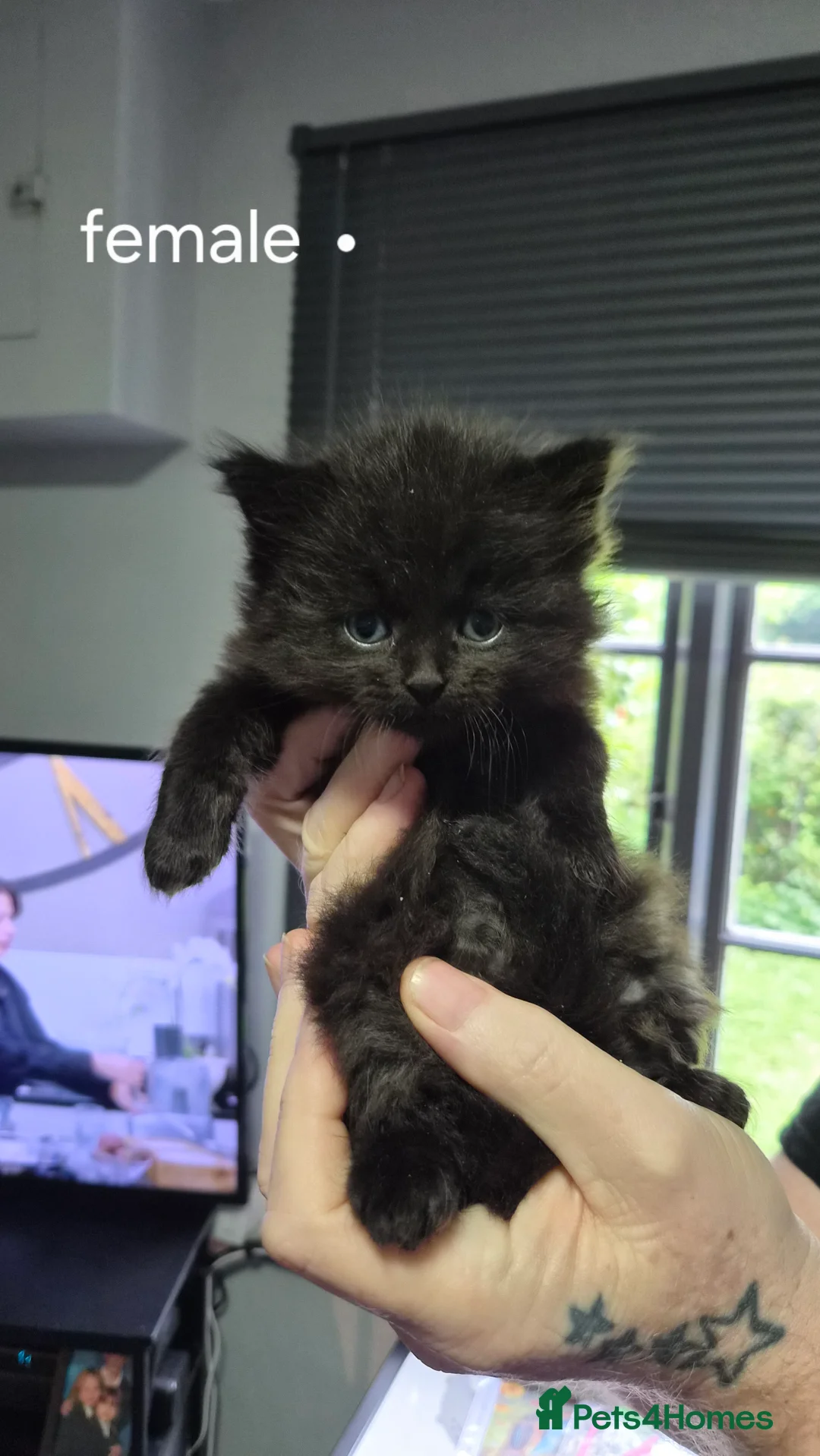 Mixed Breed cats for sale: 5 beautiful kittens  - Advert 2