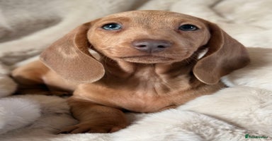 Miniature Dachshund dogs - Advert 9