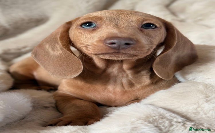 Miniature Dachshund dogs - Advert 16