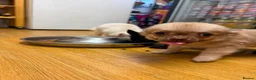 Chihuahua dogs for sale: Stunning Chihuahua Puppies Ready Now🐾 - Advert 4