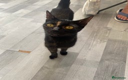 Mixed Breed cats for sale: Pickles - Image 4
